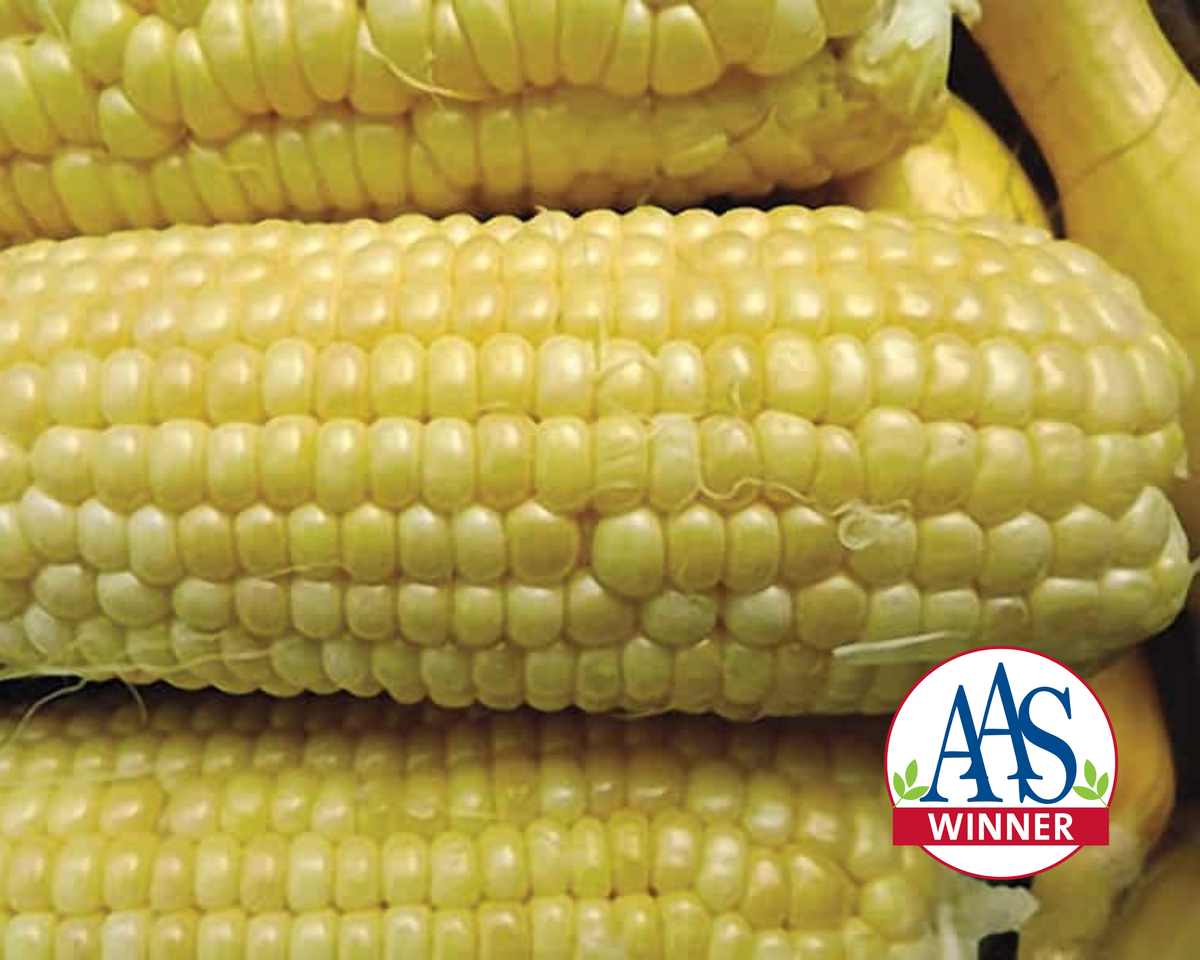 Iochief (yellow su) Hybrid Sweet Corn Seeds