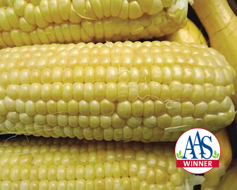 Iochief (yellow su) Hybrid Sweet Corn Seeds