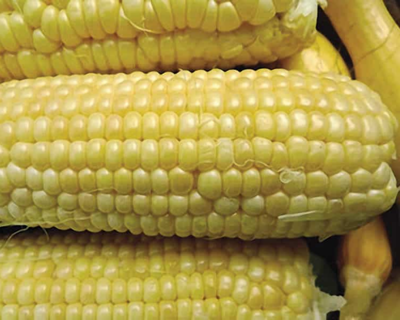 Iochief (yellow su) Hybrid Sweet Corn Seeds