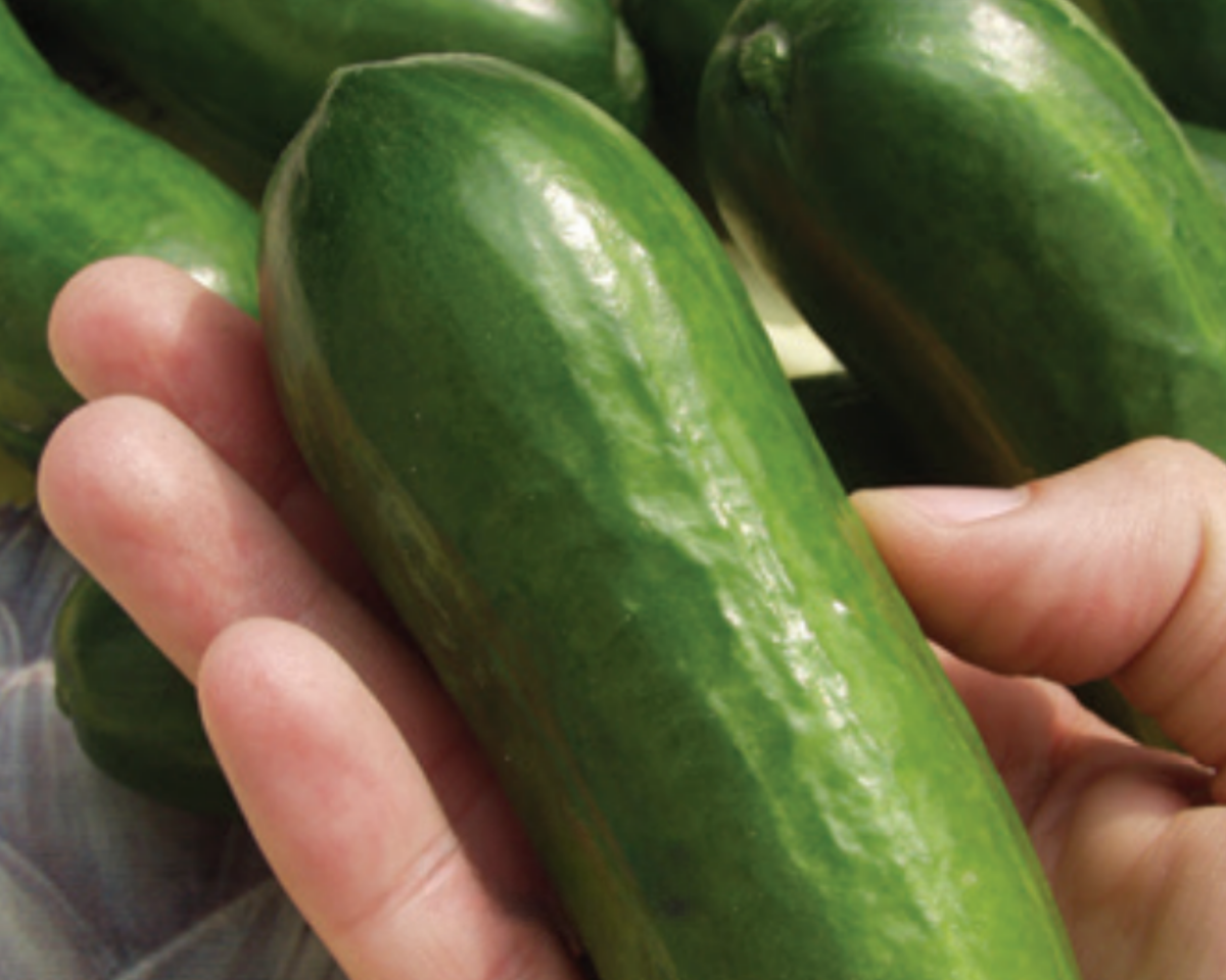 Iznik Hybrid Cucumber Seeds — Seeds 'n Such