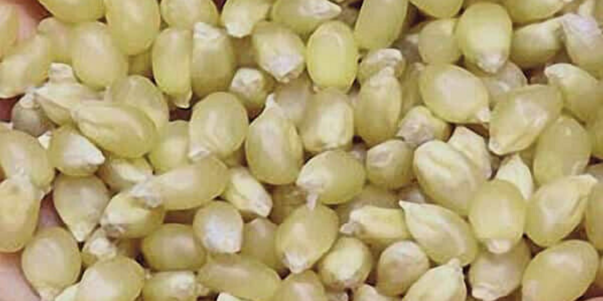 white popcorn seeds for planting Japanese White Hulless Corn Seeds — Seeds 'n Such