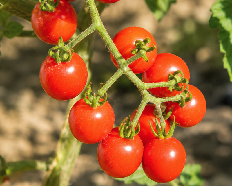 Jasper Hybrid Cherry FFEbLb Tomato Seeds