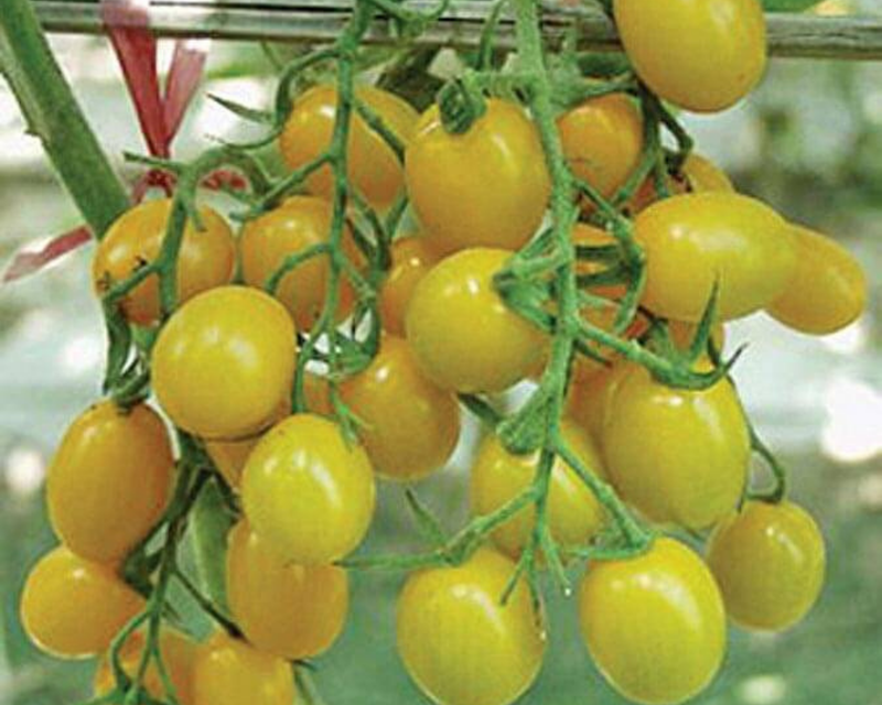 Jelly Bean Yellow Hybrid Tomato Seeds