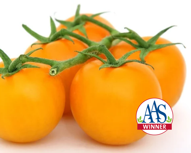 Jubilee Tomato Seeds