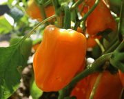 Just Sweet Hybrid Snack Pepper