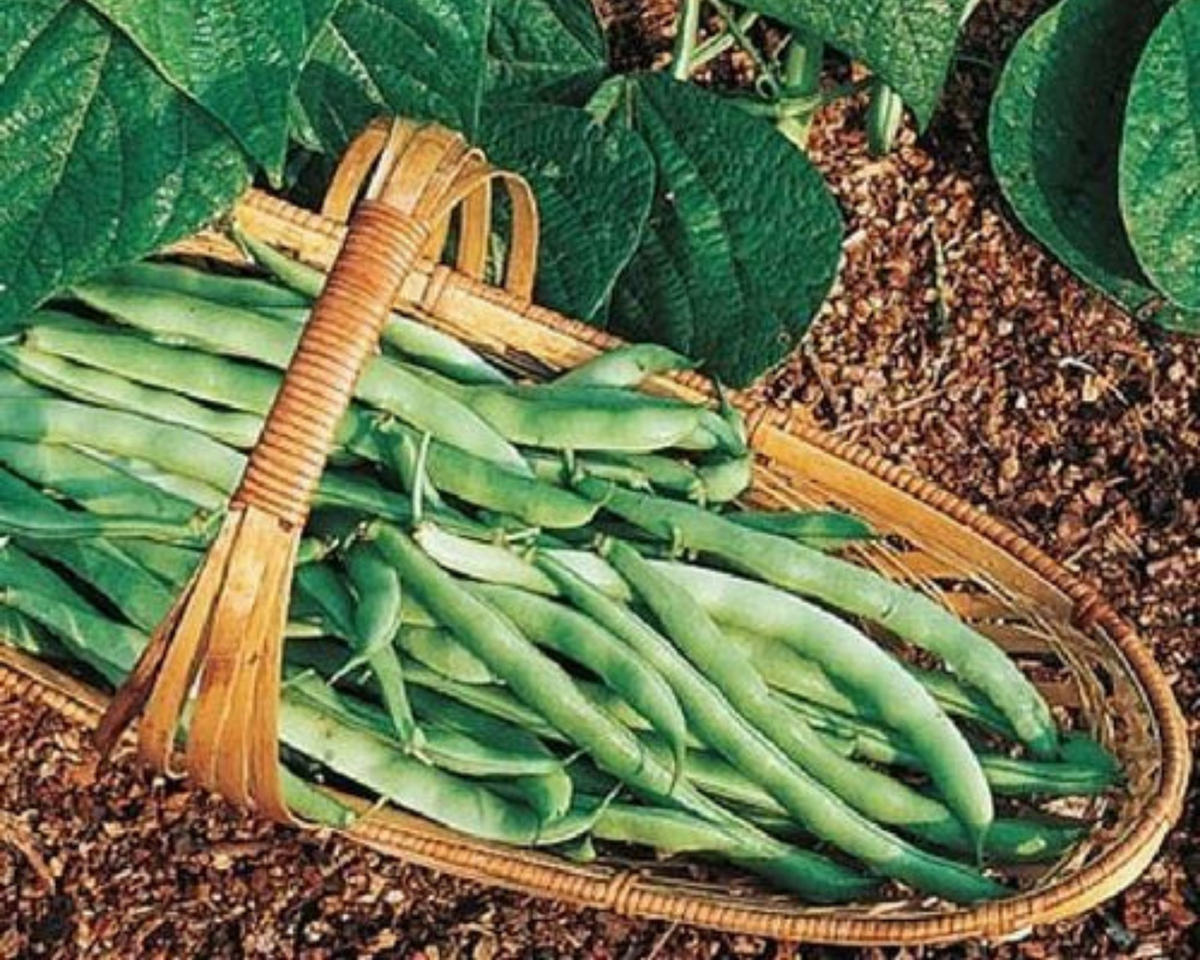Kentucky Wonder 125 Bush Bean Seeds
