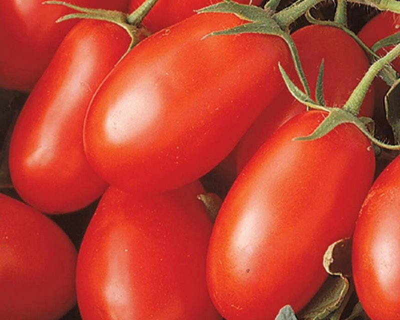lava flow tomato seeds La Roma III Hybrid Tomato Seeds — Seeds 'n Such