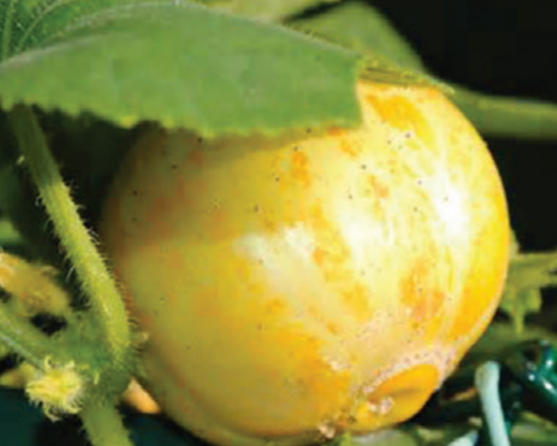 planting lemon cucumber seeds Lemon Cucumber Seeds