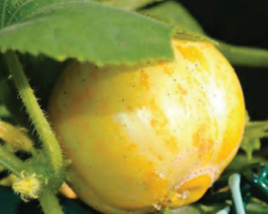 Lemon Cucumber Seeds — Seeds 'n Such