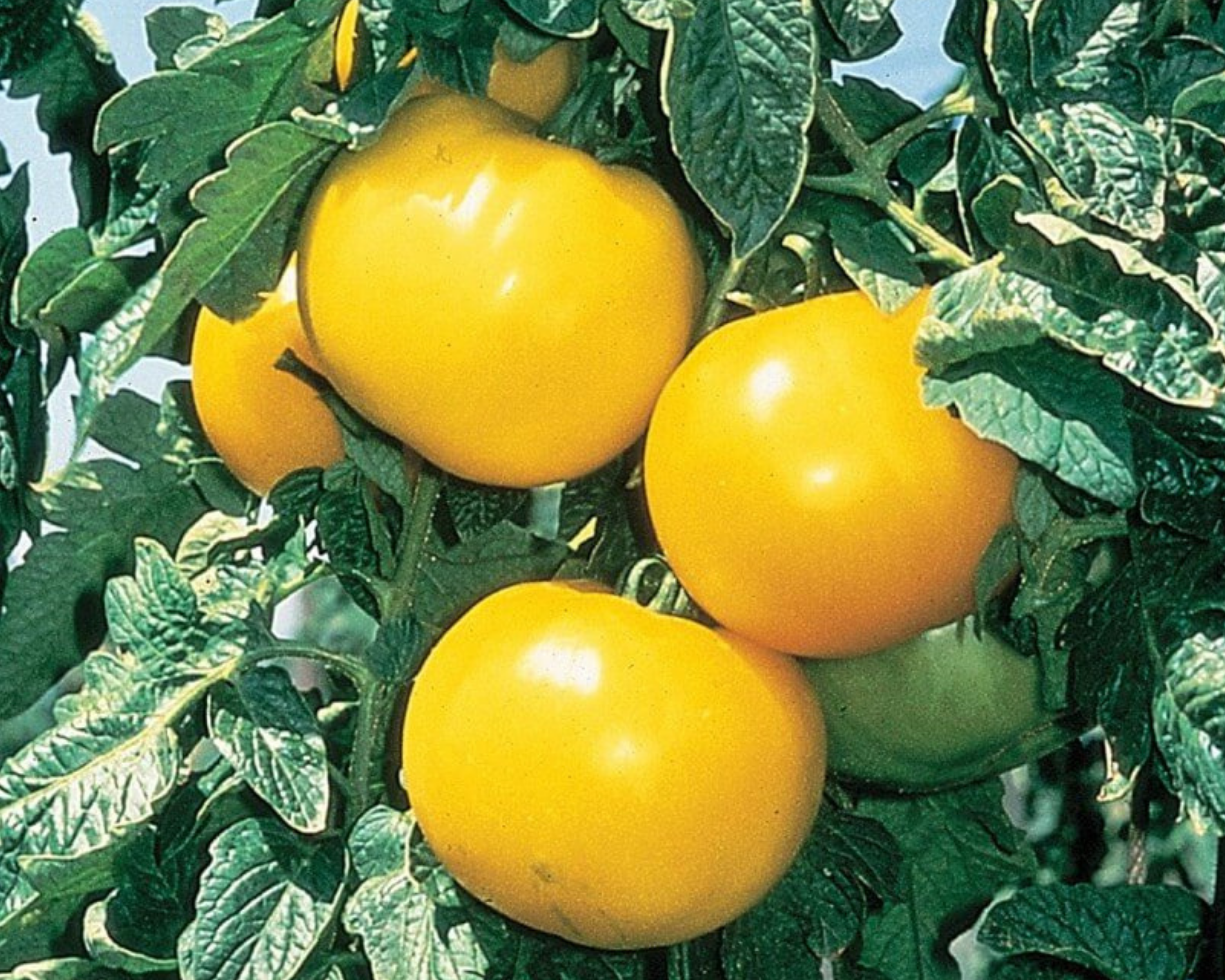 Seeds 'n Such Lemon Boy Tomato Seeds
