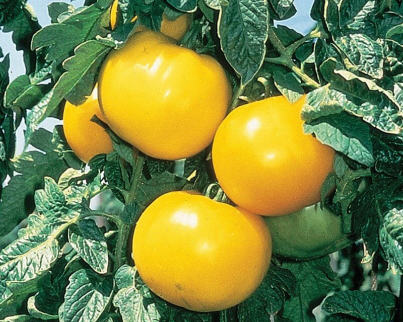 Lemon Boy Hybrid Tomato Seeds