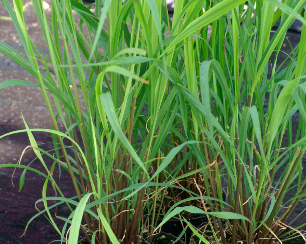 Lemongrass Seeds