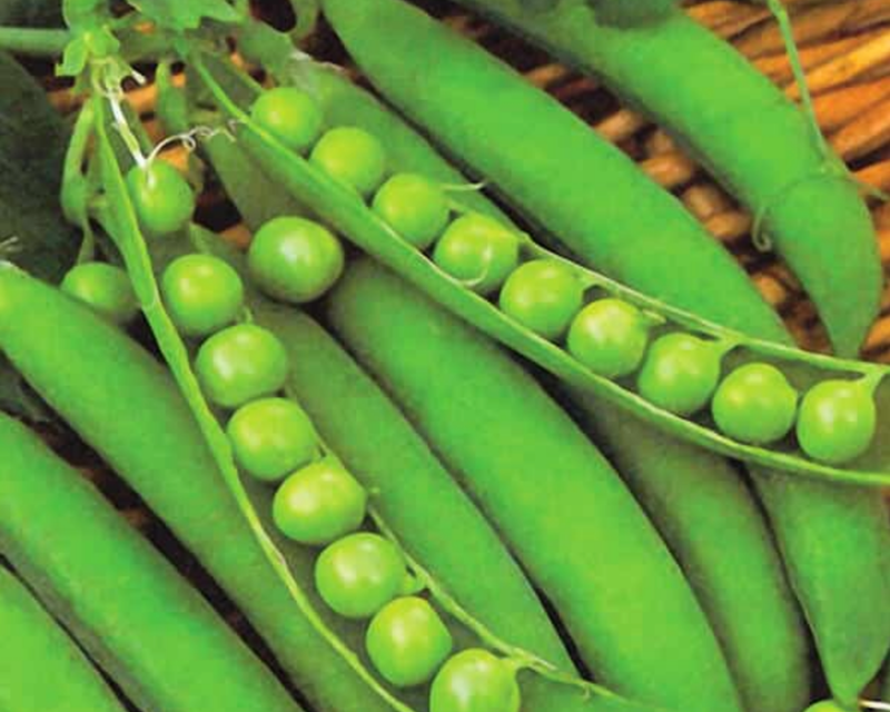 Lincoln Pea Seeds