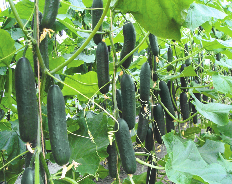 Bulk: Lisboa Hybrid Cucumber Seeds