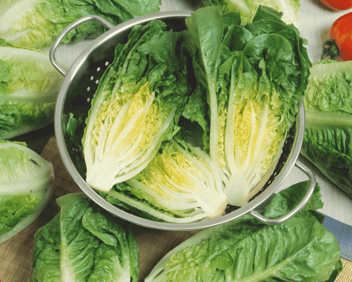 Little Caesar Lettuce Seeds