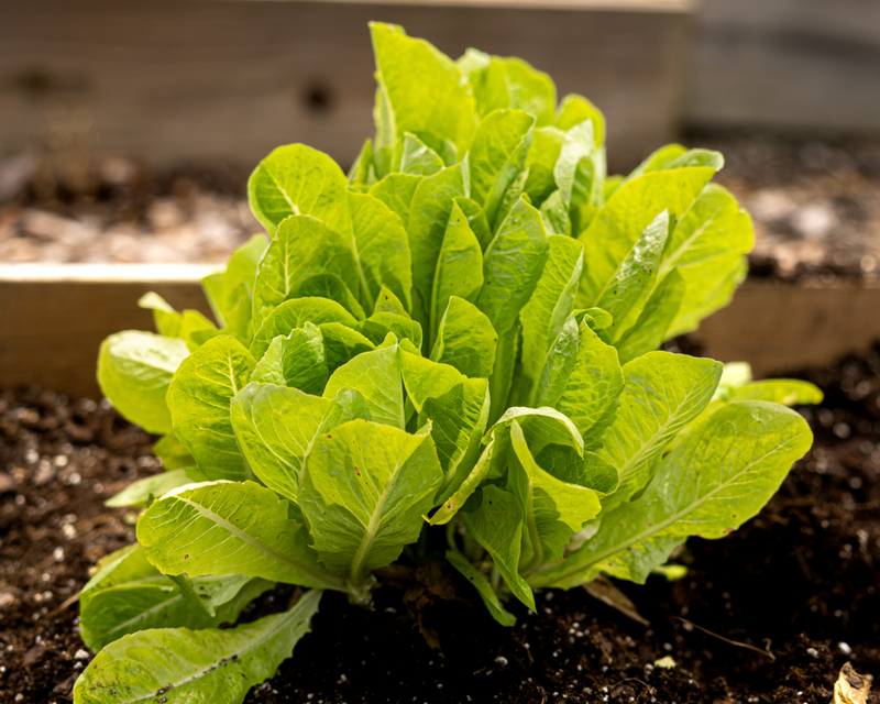 Little Gem Lettuce Seeds