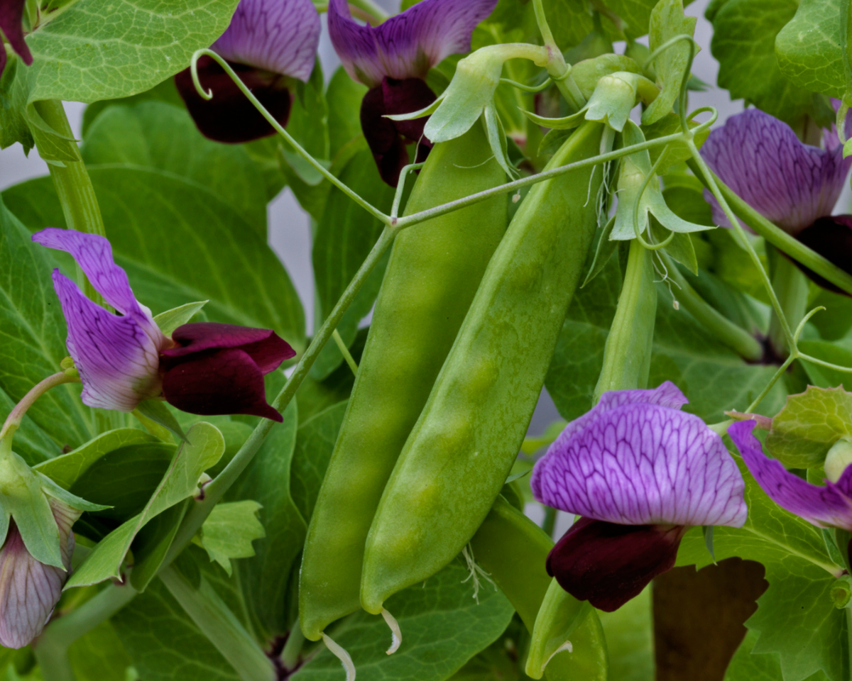 Little Snowpea Purple Pea Seeds