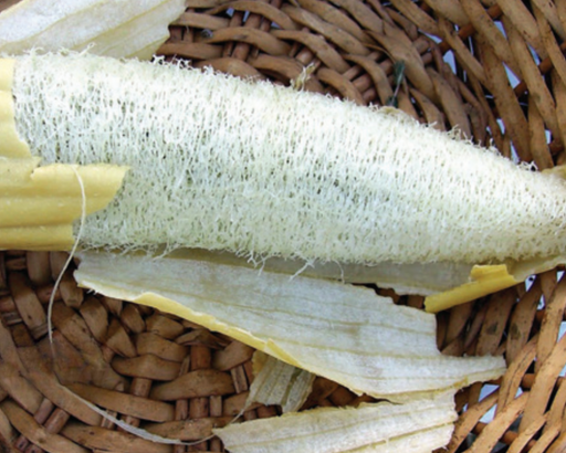 loofah plant seeds for sale Luffa Sponge Gourd Seeds — Seeds 'n Such
