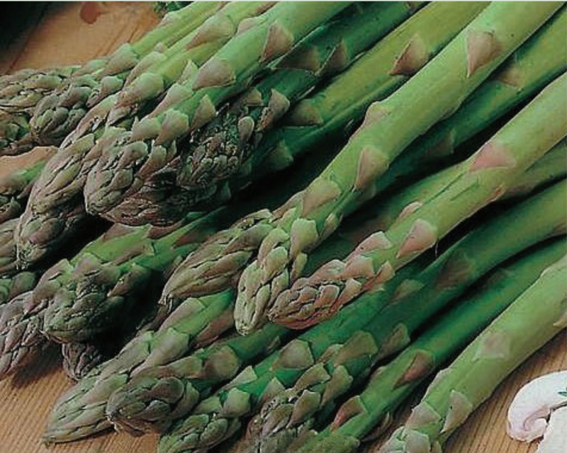 asparagus plant seeds Mary Washington Asparagus Seeds