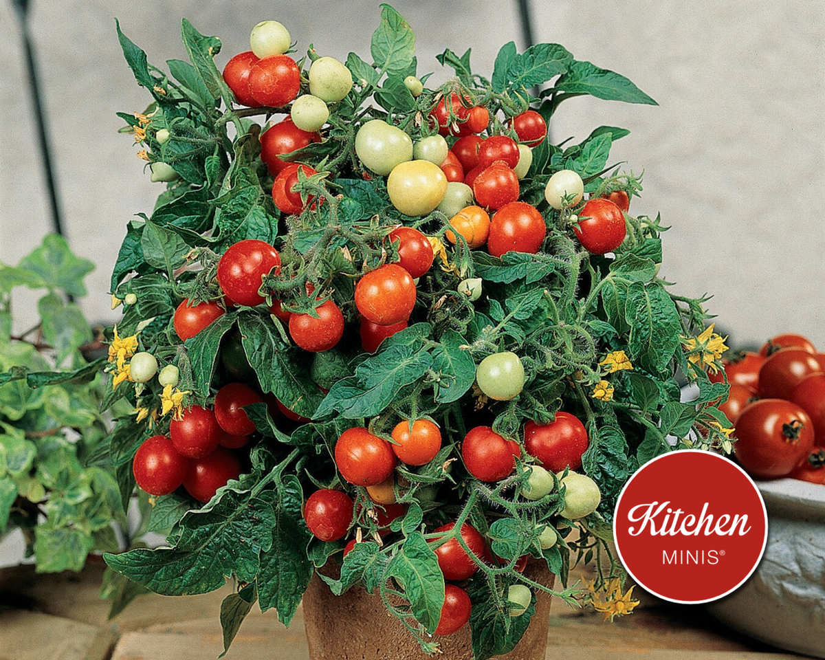 Micro Tom Tomato Seeds | Kitchen Minis