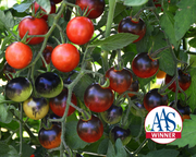 Midnight Snack Hybrid Cherry Tomato Seeds