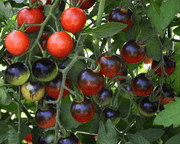 Midnight Snack Hybrid Cherry Tomato Seeds