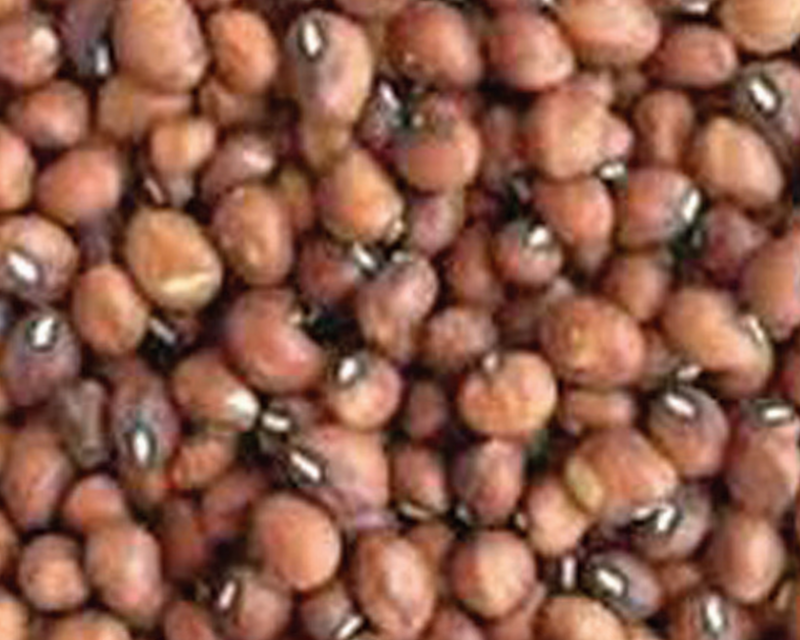 Bulk: Mississippi Silver Brown Crowder Bean Seeds