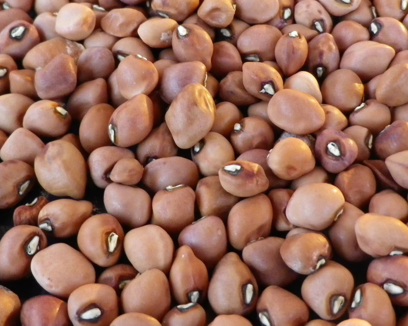 Mississippi Silver Brown Crowder Bean Seeds