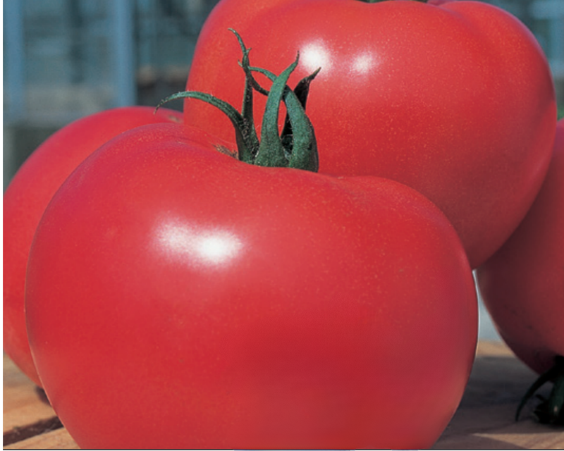 Momotaro (Tough Boy) Hybrid Slicing VFFNT Tomato Seeds