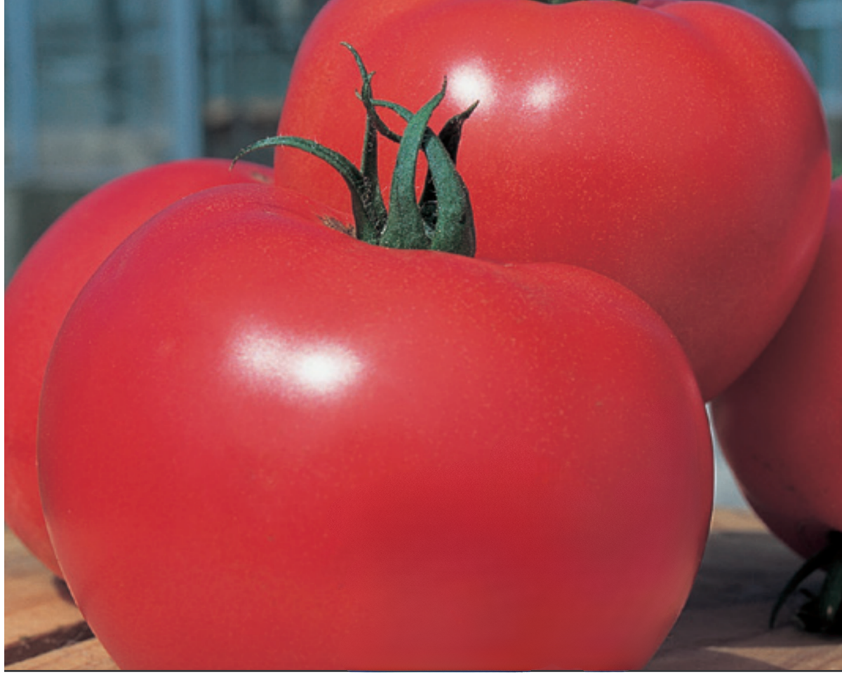 Momotaro (Tough Boy) Hybrid Slicing VFFNT Tomato Seeds