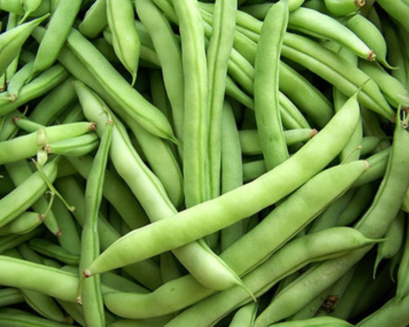 Mountaineer White Half Runner Bean Seeds