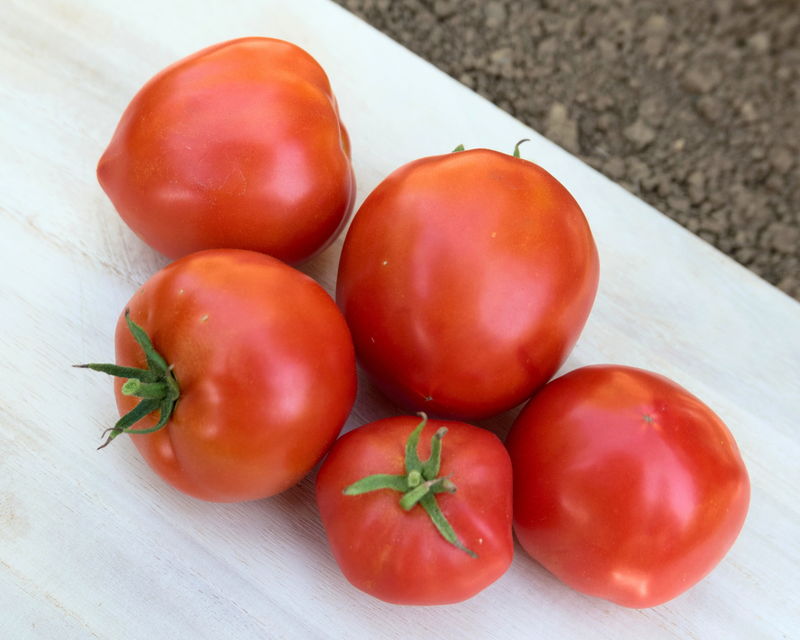 Bulk: Mountain Pride Hybrid Tomato Seeds