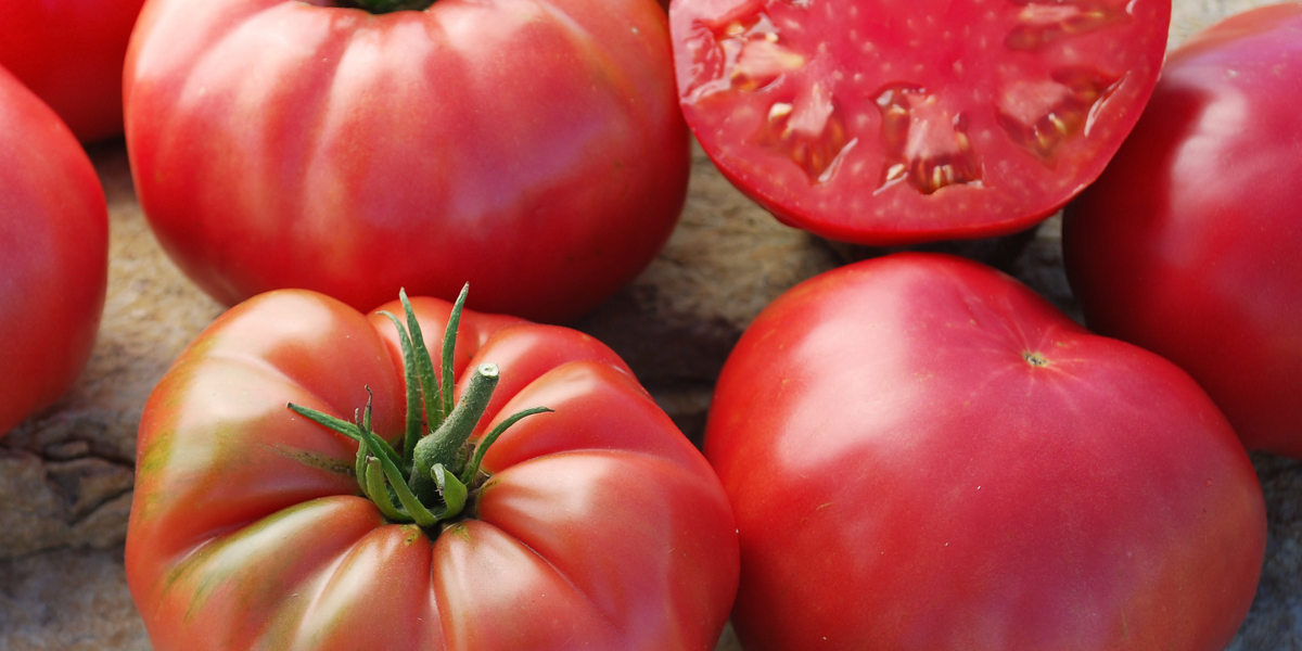 Mrs. Maxwell's Big Italian Heirloom Beefsteak Tomato Seeds — Seeds