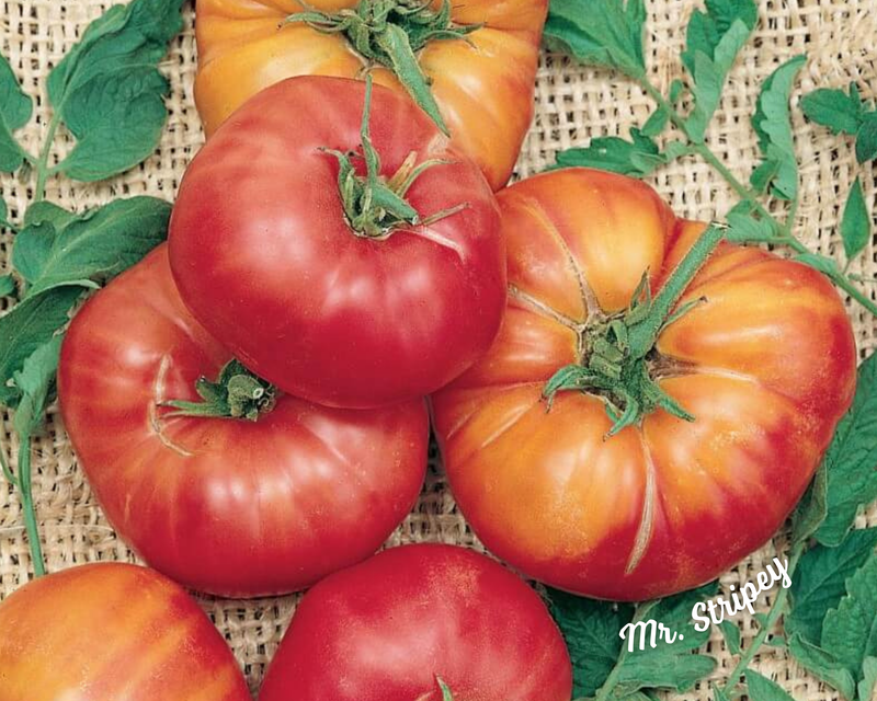 Bulk: Mr. Stripey Tomato Seeds