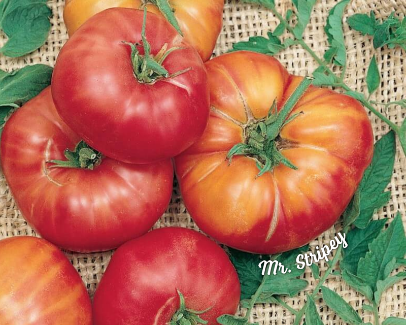 Mr. Stripey Tomato Seeds