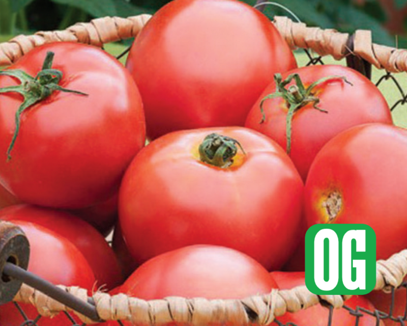 marigold tomato seeds New Girl Hybrid Tomato Seeds