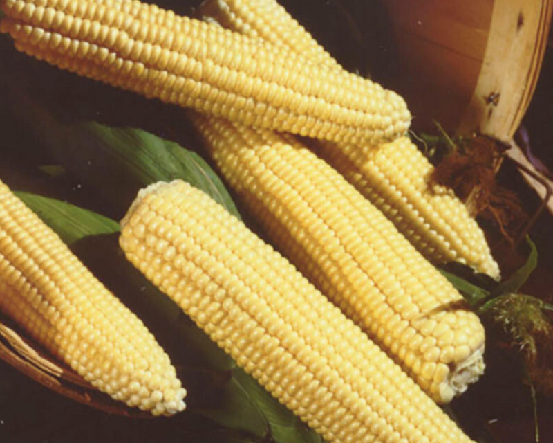 Northern Xtra-Sweet (yellow sh2) Hybrid Sweet Corn Seeds