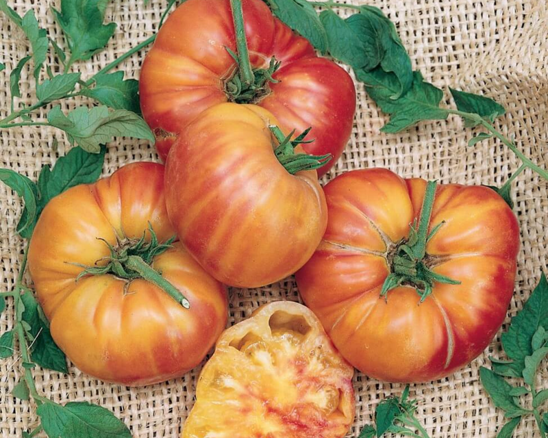 Bulk: Old German Tomato Seeds