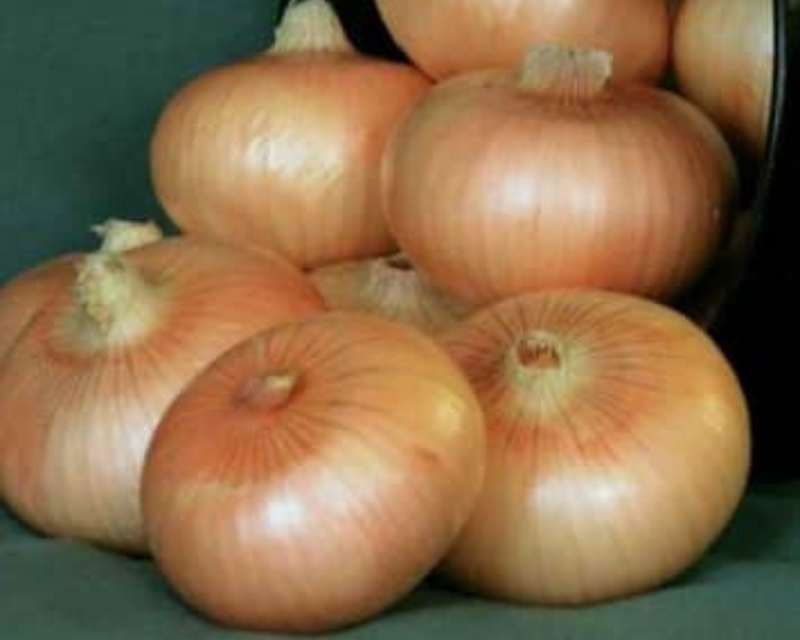 Yellow Granex (Vidalia) Hybrid Onion Plants