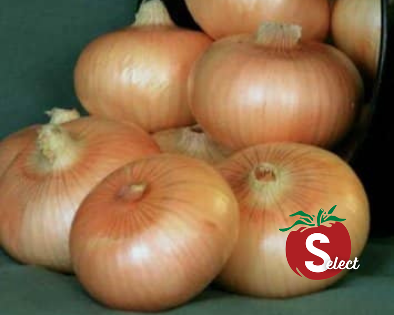 Yellow Granex (Vidalia) Hybrid Onion Plants