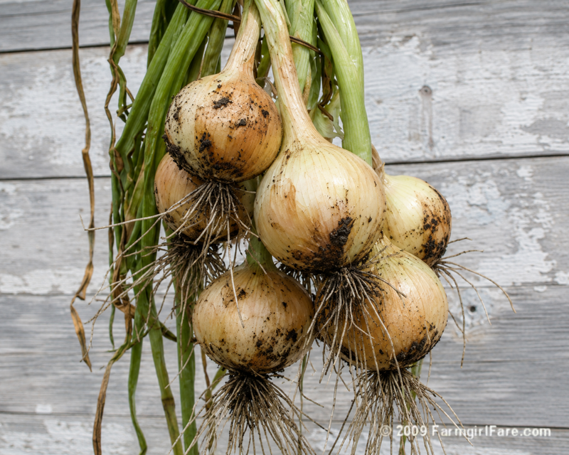 Texas 1015Y Supersweet Onion Plants