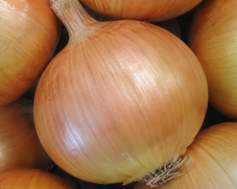 Yellow Sweet Spanish Onion Plants
