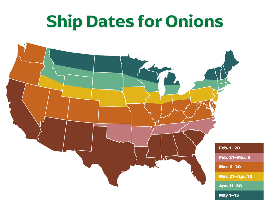 Texas 1015Y Supersweet Onion Plants | Ships Separately