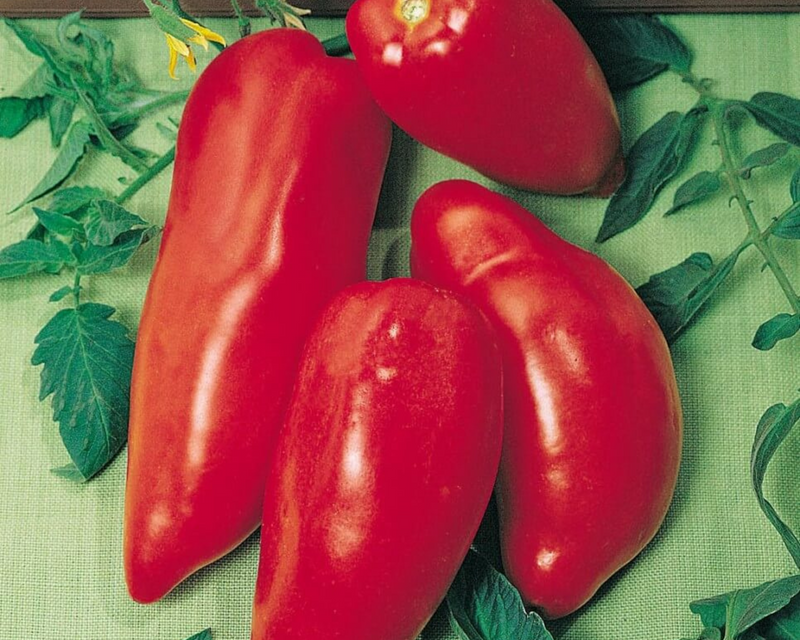 Opalka Tomato Seeds