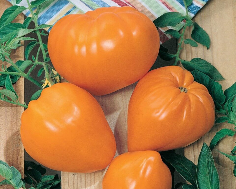 Bulk: Orange Strawberry Tomato Seeds
