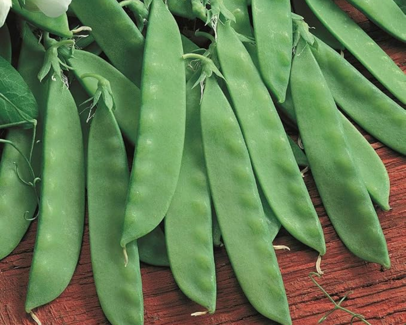 Oregon Giant Pea Seeds