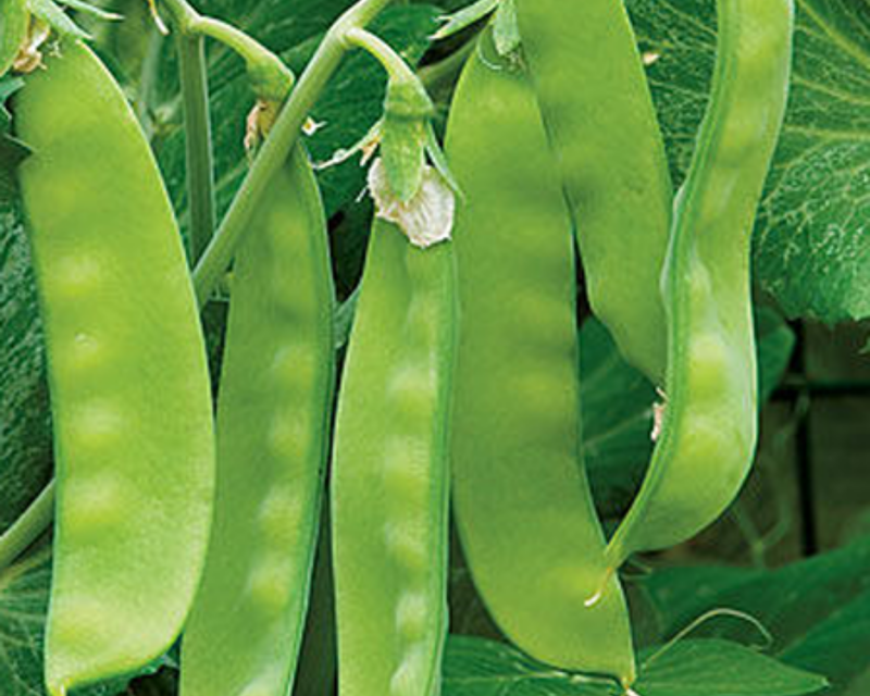 Oregon Sugar Pod II Snow Pea Seeds