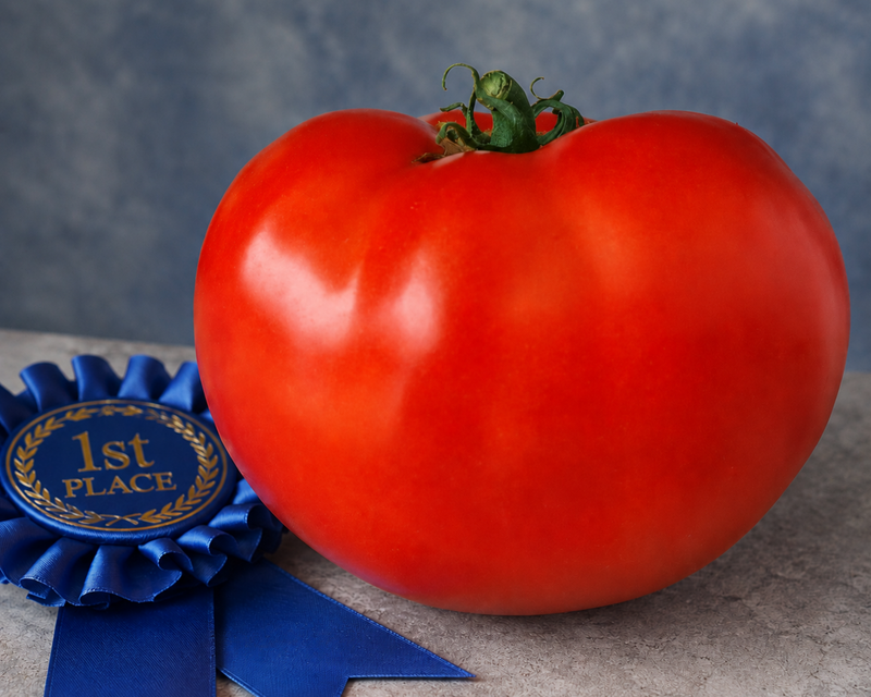 Original Blue Ribbon Hybrid VFFNTASt Tomato Seeds