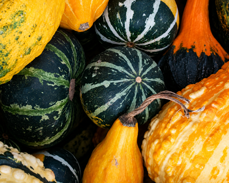 Large and Small Ornamental Mix Gourd Seeds