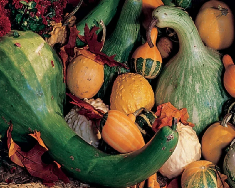 Large and Small Ornamental Mix Gourd Seeds